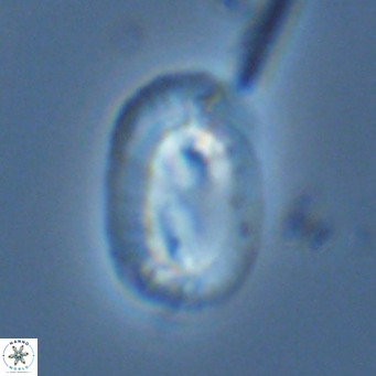 Helicosphaera carteri carteri VR 03868