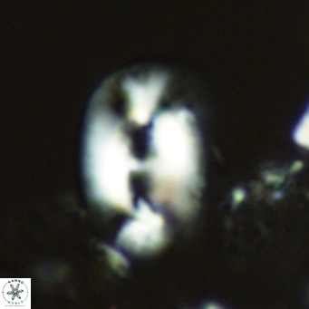 Helicosphaera carteri carteri VR 04563