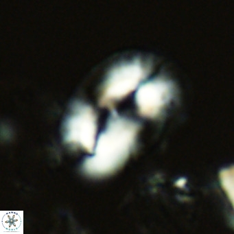 Helicosphaera carteri carteri VR 04567