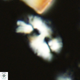 Helicosphaera carteri carteri VR 05108