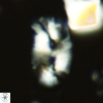 Helicosphaera carteri carteri VR 05111