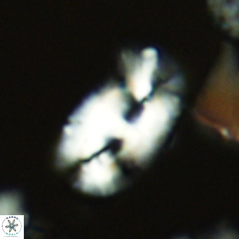 Helicosphaera carteri carteri VR 05112