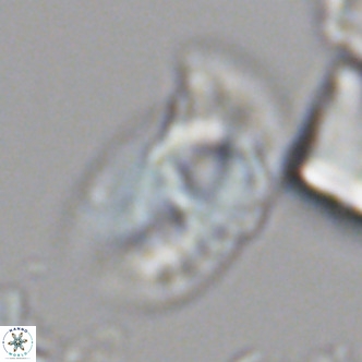 Helicosphaera carteri carteri VR 05118