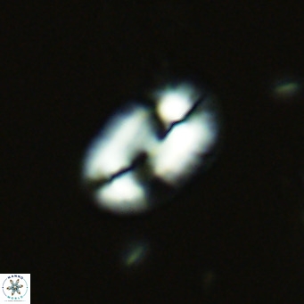 Helicosphaera carteri epimikeisporous VR 07693