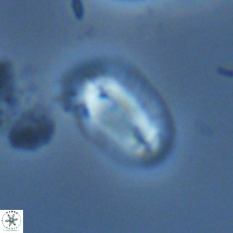 Helicosphaera carteri epimikeisporous VR 07700