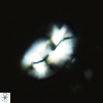 Helicosphaera carteri epimikeisporous VR 07758