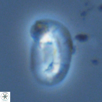Helicosphaera carteri epimikeisporous VR 07768