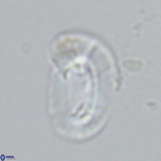 Helicosphaera carteri epimikeisporous VR 07761