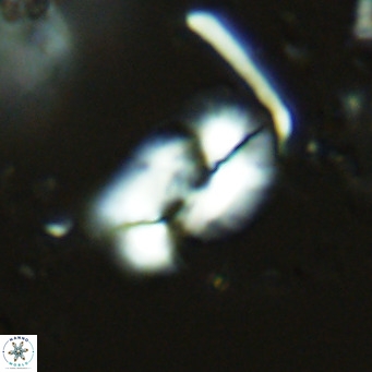 Helicosphaera carteri epimikeisporous VR 08267