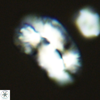 Helicosphaera carteri epimikeisporous VR 09808
