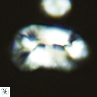Helicosphaera carteri epimikeisporous VR 09809