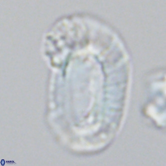 Helicosphaera carteri epimikeisporous VR 09815