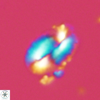 Helicosphaera carteri kamptneri VR 05344