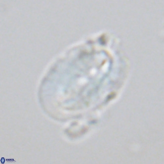 Helicosphaera carteri kamptneri VR 05345