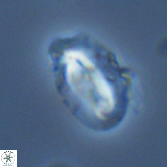 Helicosphaera carteri kamptneri VR 05348