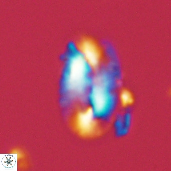 Helicosphaera carteri kamptneri VR 05340
