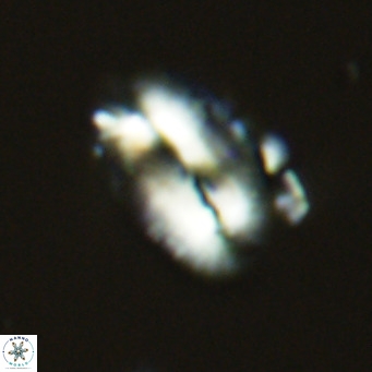 Helicosphaera carteri kamptneri VR 05342