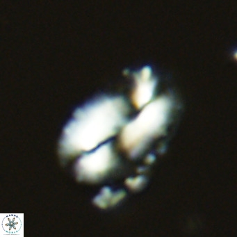 Helicosphaera carteri kamptneri VR 05343