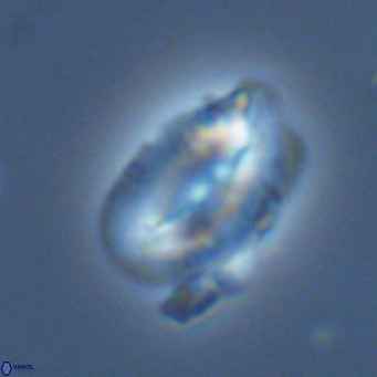Helicosphaera carteri kamptneri VR 05350