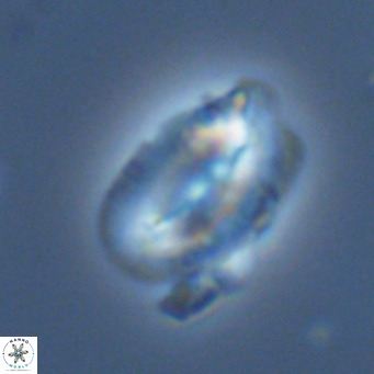 Helicosphaera carteri kamptneri VR 05350