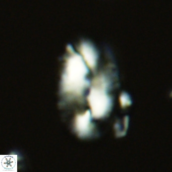 Helicosphaera carteri kamptneri VR 05351