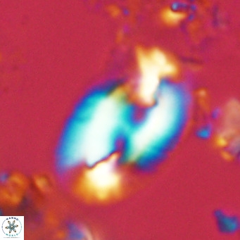 Helicosphaera carteri rotundus VR 05646