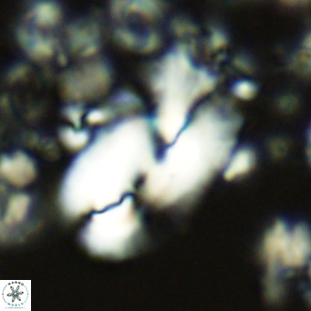 Helicosphaera carteri treisporoi VR 05496