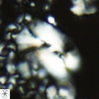 Helicosphaera carteri treisporoi VR 05500