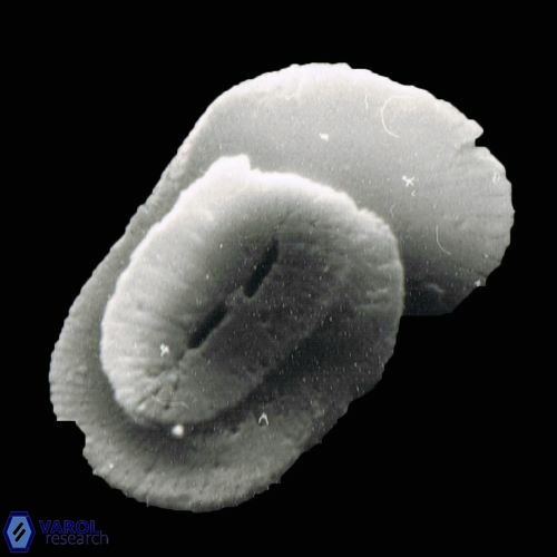 Helicosphaera carteri 1045 9