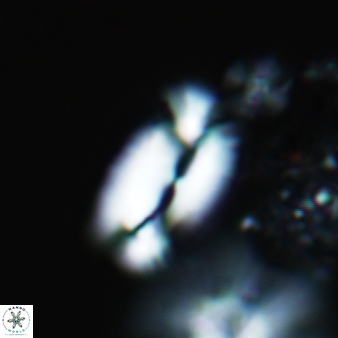 Helicosphaera carteri 369