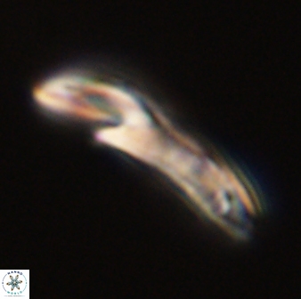 Helicosphaera carteri 47197