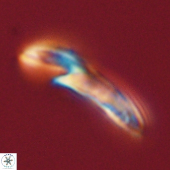 Helicosphaera carteri 47198