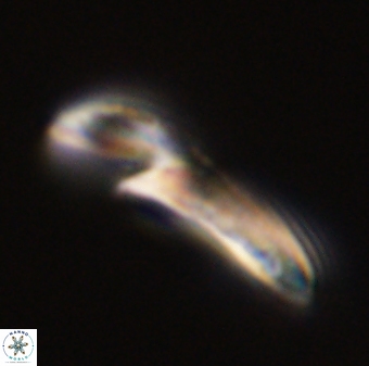 Helicosphaera carteri 47200