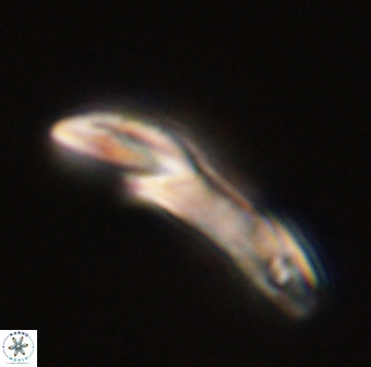 Helicosphaera carteri 47201