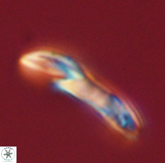 Helicosphaera carteri 47202