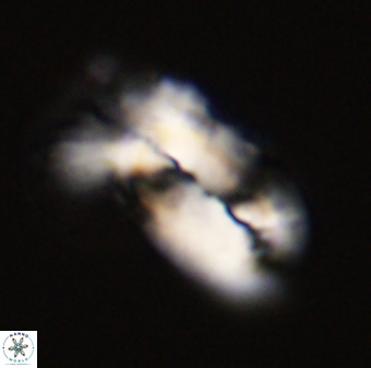 Helicosphaera carteri 47205