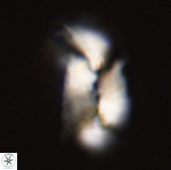 Helicosphaera carteri 47208