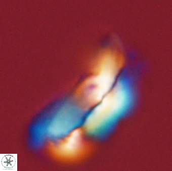 Helicosphaera carteri 47210