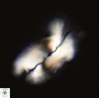 Helicosphaera carteri 47212