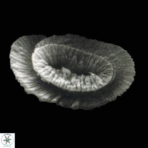 Helicosphaera carteri 890 4