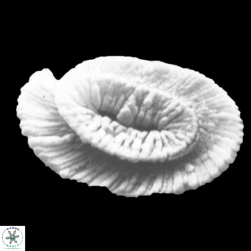 Helicosphaera carteri 925 5