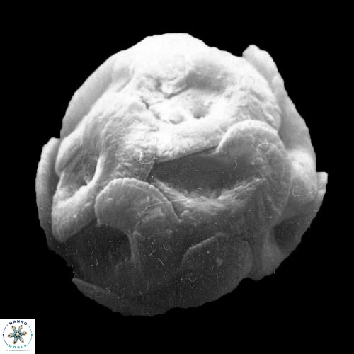 Helicosphaera carteri 938 9