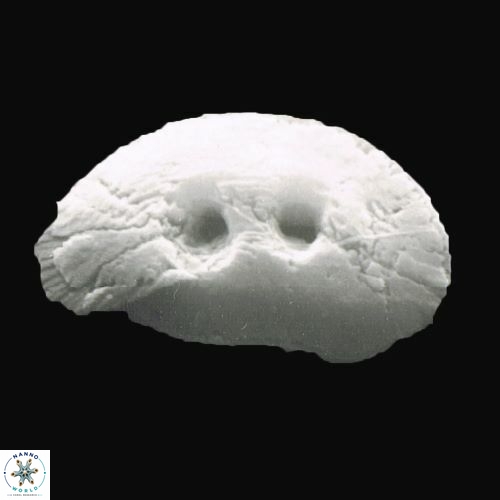 Helicosphaera carteri 947 8