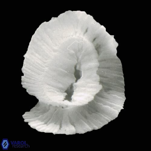 Helicosphaera carteri 947 9