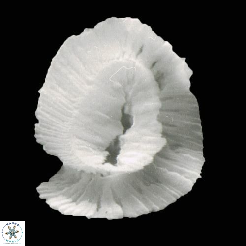 Helicosphaera carteri 947 9