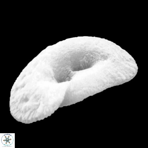 Helicosphaera carteri 943 5