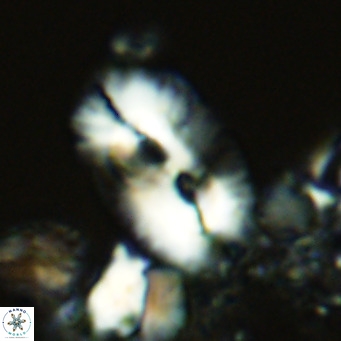 Helicosphaera cf carteri VR 03333
