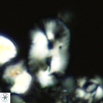 Helicosphaera cf carteri VR 03334