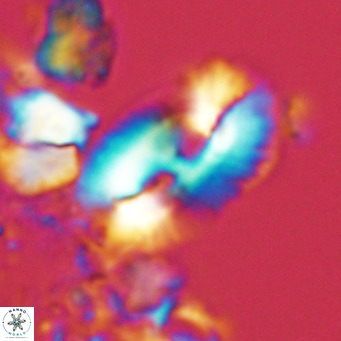 Helicosphaera cf carteri VR 03336