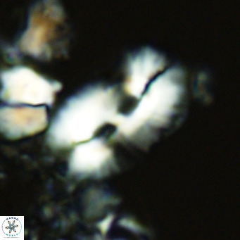 Helicosphaera cf carteri VR 03337